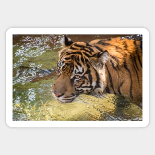 Tiger playing in some water Sticker